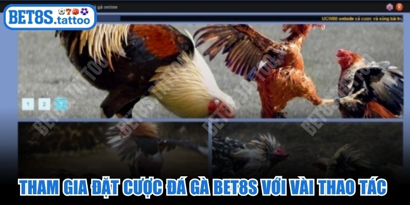 Tham gia đặt cược đá gà BET8s với vài thao tác đơn giản, nhanh chóng